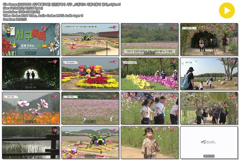 [2017 서구톡톡 75회] 드림파크 국화축제 가을나들이 사진
